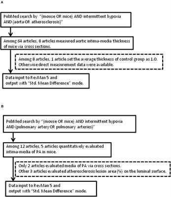 Effects of Normoxic Recovery on Intima-Media Thickness of Aorta and Pulmonary Artery Following Intermittent Hypoxia in Mice